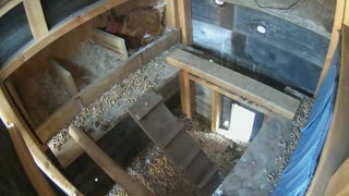 Chickens sleeping & laying eggs time-lapse.