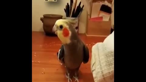 Funny Parrots Videos Compilation cute moment of the animals - Cutest Parrots