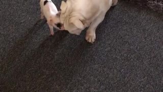 Bulldog sordo conoce a pequeño cerdito bebé