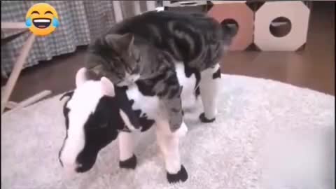 SUPER BEST FUNNIEST ANIMALS 😹 Funny Animal Videos Compilation 😹 Try Not To Laugh