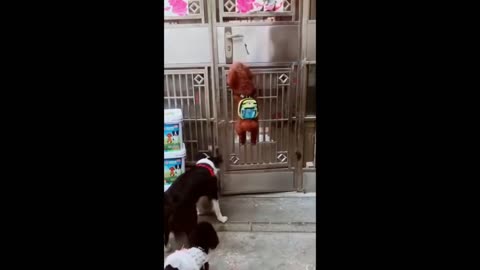Puppies ready for school,. Cute. Funny 💕😍😂