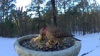 pileated woodpecker rushing off northern flicker