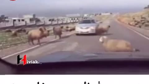 A sheep gores a sheep funny challenge and a sheep collides with the car