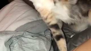 Cat pushes womans hand away from pet