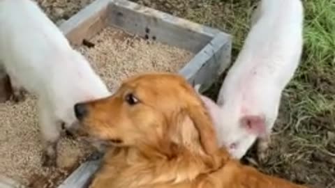 Dog Playing with pig pups