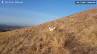 Cão se transforma em canguru no mato seco