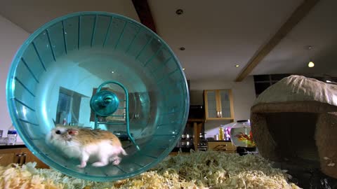 Cute hamster.