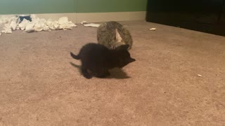 Newest rescue kitten