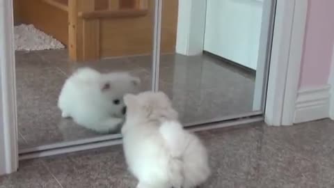 Puppy front of mirror