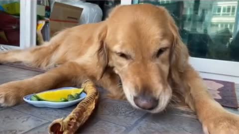 Eating and broadcasting of 5-year-old puppy