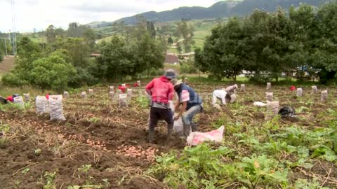 Campesinos preocupados por la pandemia