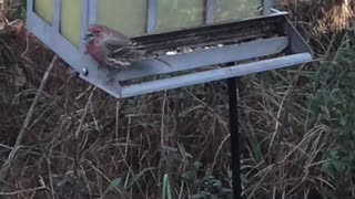 Birds of Northwest Florida