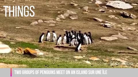 Two groups of penguins meet on an island