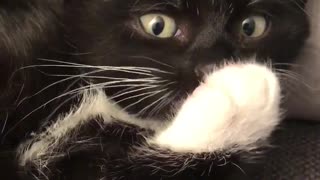 Tiny Kitten Preciously Licks Paw To Brush Herself