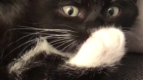 Tiny Kitten Preciously Licks Paw To Brush Herself