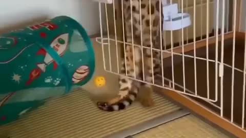 Cat capture her in cell funny videos