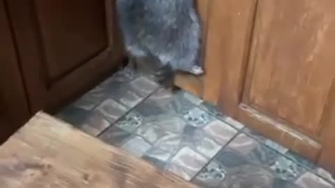 raccoon climbed into the kitchen