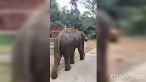 Animal Elephant Fun with Man