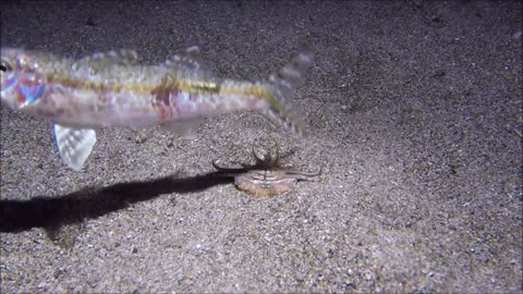 Bobbit Worm Hunting for Fish in the Night