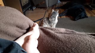 Random Cat video