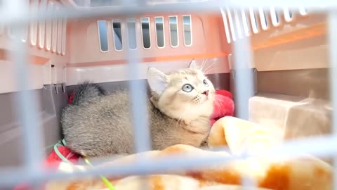 Kitten Kiki's reaction to being vaccinated for the first time was too surprising
