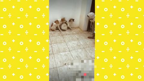 Man joking with dogs