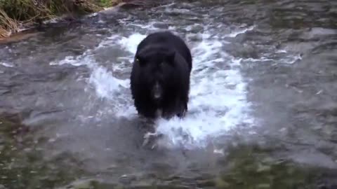 Bear In The River