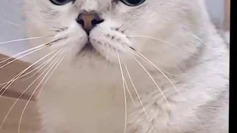 Cute cat wants to play with mouse 2021