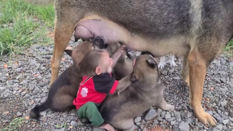 Playful Little Monkeys And Puppies