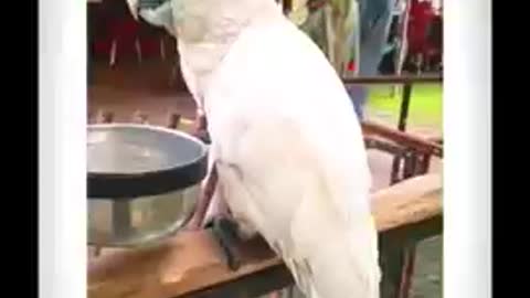 new Amazing parrot short video new