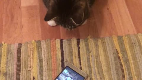 This cat can't find out where the mice disappear