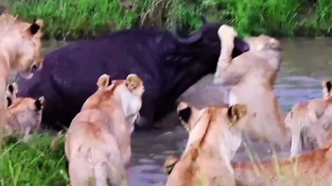 crazy animals fighting all the time