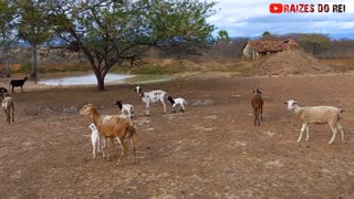 ALIMENTANDO AS OVELHAS NO SERTÃO BRASILEIRO | RAIZES DO REI