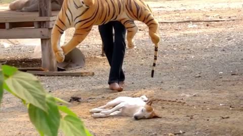 Fake Tiger Prank To Dogs