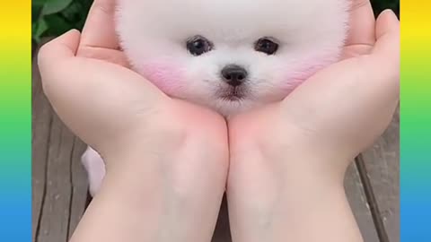 Cute dog baby😍