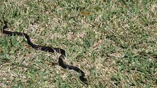 Black racer snake acting like a weirdo