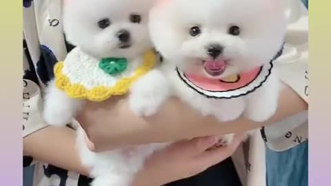 Poofy Puppy Compilation