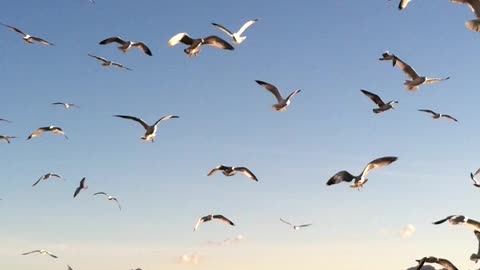 Hitchcock in Havasu