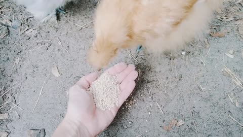 Silkie Chickens are the sweetest and cutest little birds