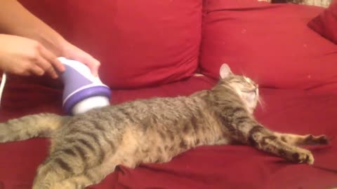 Funny Cat Massage| Funny Anmials|