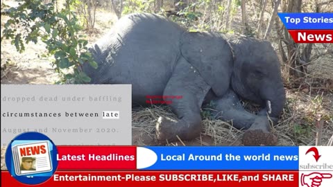 Mystery of African elephants dropping dead unravelled by scientists