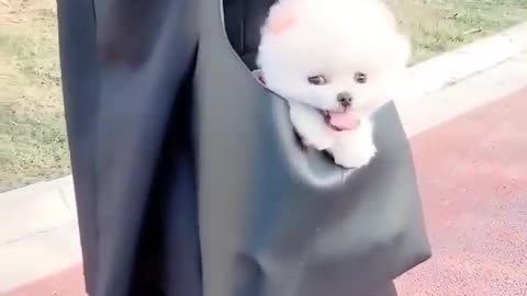 Tiny puppies in Bag😍😍❤️❤️❤️😍😍😍 #viralshorts #shorts #trendingvideos #dogvideos #funnydogs #pets