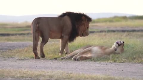 What happens when a tiger mates with a lion