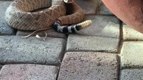 Rattlesnake Right Outside