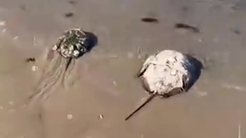 HorseShoe Crab is used to test Covid Vaccine