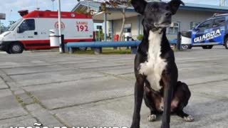 Durante 8 meses este leal perrito ha esperado a su dueño frente al hospital – CONMOVEDOR