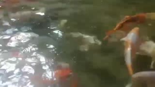 big koi fish