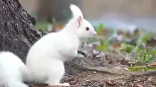 Un écureuil blanc