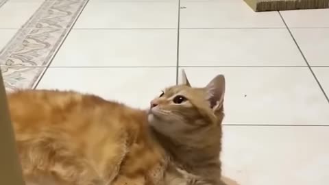 cat funny video