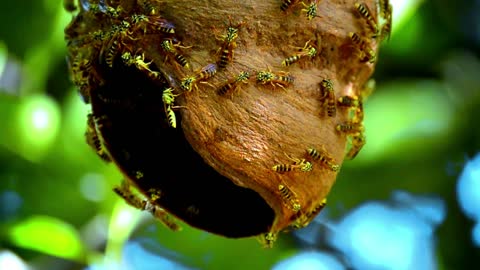 Hornet's nest, yellow wasps, poisonous insects, wasp house,
